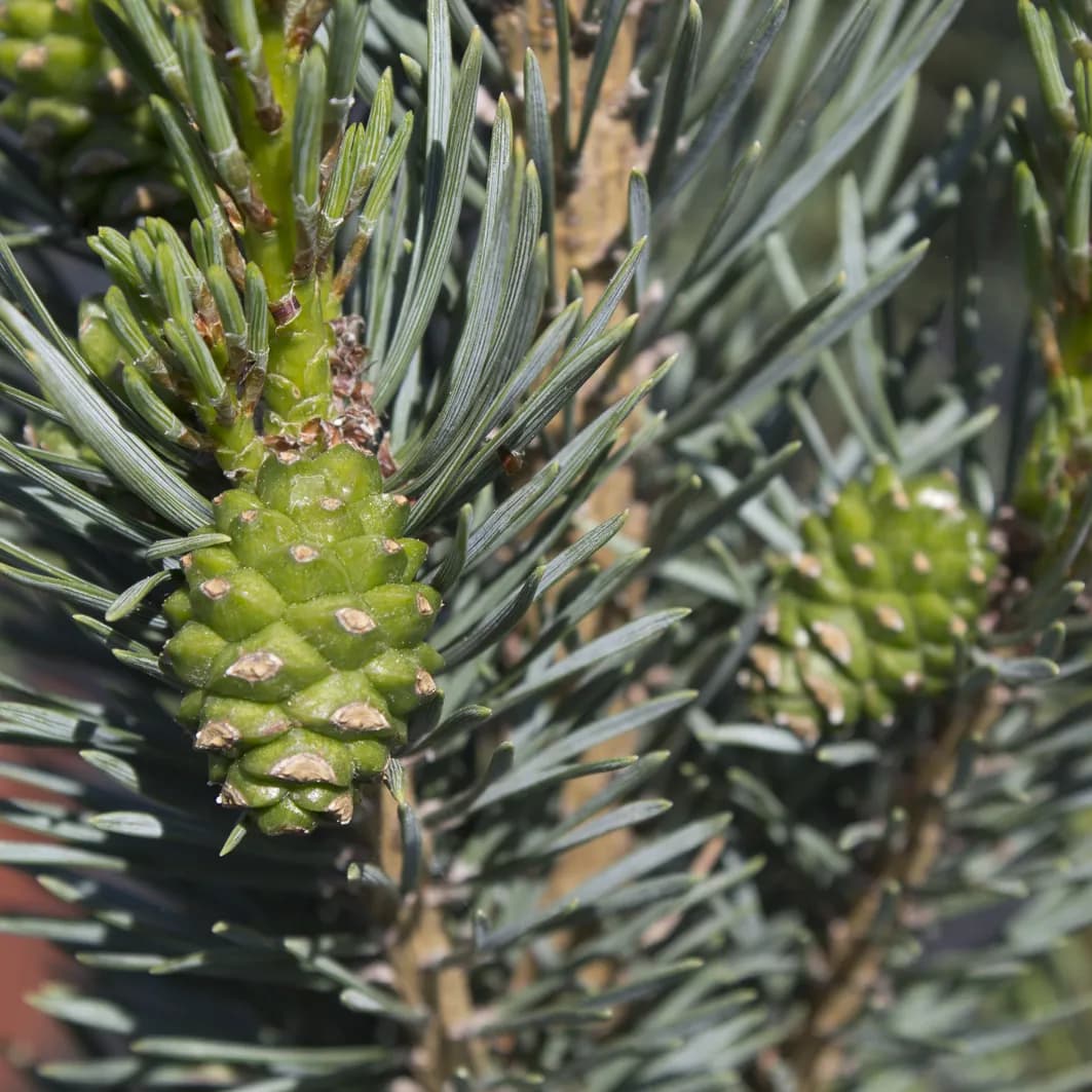 Jehličnaté dřeviny