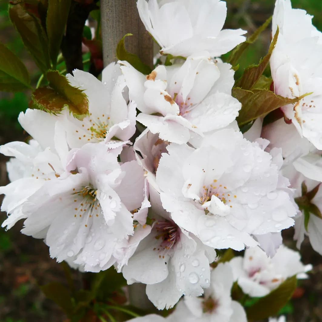 Stromy balové a kontejnerované