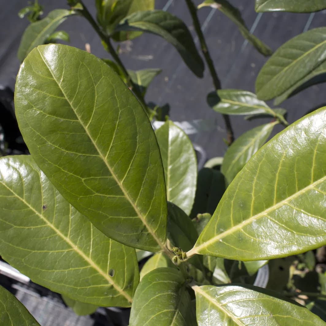 Stálezelené a opadavé keře